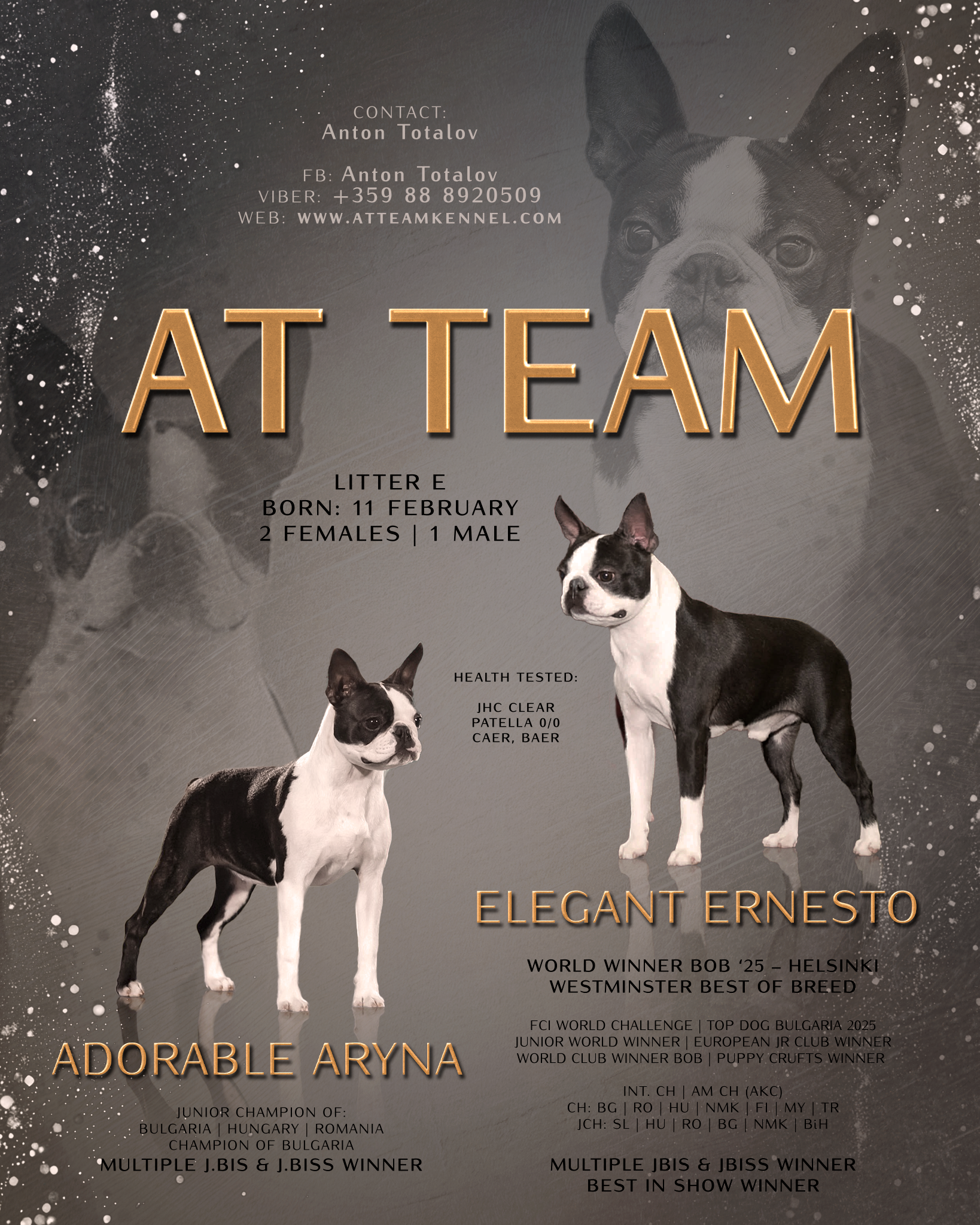 Litter E Boston Terrier puppies – Adorable Aryna × Elegant Ernesto – AT Team Kennel
